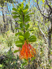 Desmaria mutabilis (Desmaria mutabilis)