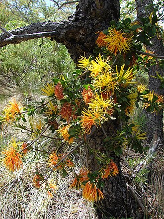 Desmaria mutabilis: Desmaria mutabilis, Rucamanque, Flora conspicua Chilena