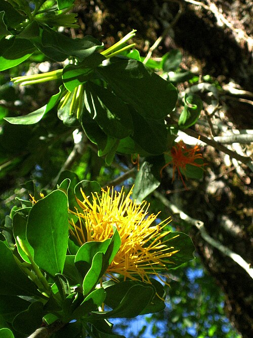 Desmaria mutabilis: inapiren, ñuble, region del biobio