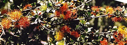 Desmaria mutabilis: Quintral Amarillo, a hemiparasite from southern Chile. In context at www.dixpix.ca/sth_cordillera/flora/parasites/index.html