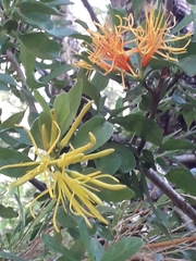 Desmaria mutabilis (Desmaria mutabilis)