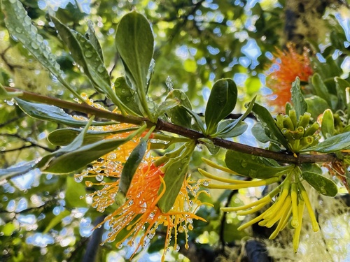 Desmaria mutabilis (Desmaria mutabilis)