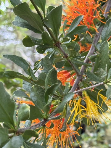 Desmaria mutabilis (Desmaria mutabilis)