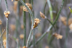 Desmocladus asper (Desmocladus asper)