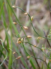 Desmocladus asper (Desmocladus asper)