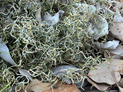 Desmocladus asper (Desmocladus asper)