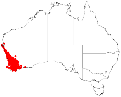 Desmocladus asper: Desmocladus asper Occurrence data downloaded from Australasian Virtual Herbarium on 24 January 2019 using doi: https://doi.org/10.26197/5c49320fd92ff