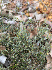 Desmocladus asper (Desmocladus asper)