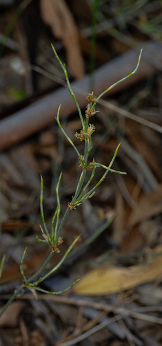 Desmocladus asper (Desmocladus asper)