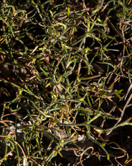 Desmocladus asper (Desmocladus asper)