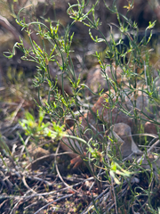 Desmocladus asper (Desmocladus asper)
