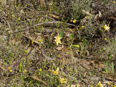 Desmocladus asper (Desmocladus asper)