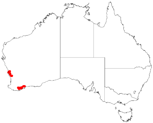 Desmocladus biformis: Desmocladus biformis Occurrence data downloaded from Australasian Virtual Herbarium on 24 January 2019 using doi: https://doi.org/10.26197/5c49320fd92ff