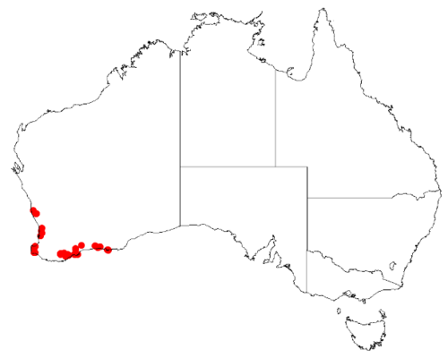 Desmocladus castaneus: Desmocladus castaneus Occurrence data downloaded from Australasian Virtual Herbarium on 24 January 2019 using doi: https://doi.org/10.26197/5c49320fd92ff
