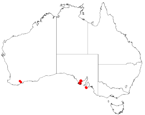 Desmocladus diacolpicus: Desmocladus diacolpicus Occurrence data downloaded from Australasian Virtual Herbarium on 24 January 2019 using doi: https://doi.org/10.26197/5c49320fd92ff