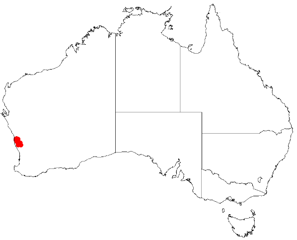 Desmocladus elongatus: Desmocladus elongatus Occurrence data downloaded from Australasian Virtual Herbarium on 24 January 2019 using doi: https://doi.org/10.26197/5c49320fd92ff