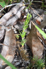 Desmocladus fasciculatus (Desmocladus fasciculatus)