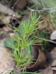 Desmocladus fasciculatus (Desmocladus fasciculatus)