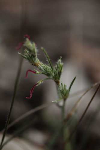 Desmocladus fasciculatus (Desmocladus fasciculatus)
