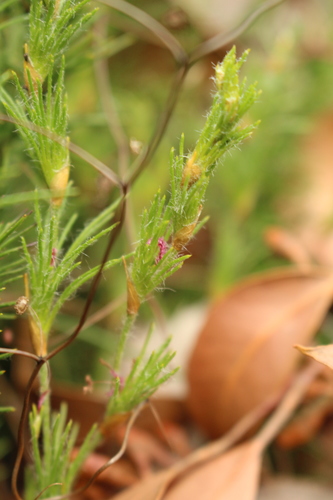 Desmocladus fasciculatus (Desmocladus fasciculatus)