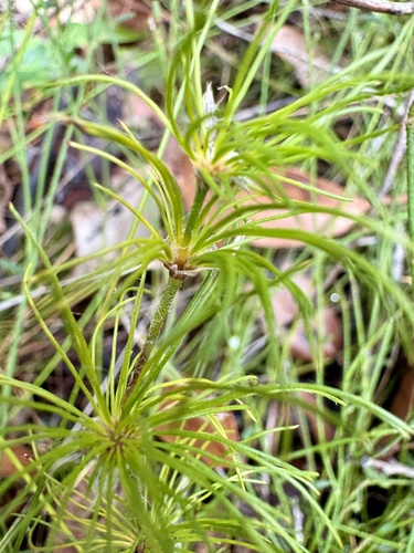 Desmocladus fasciculatus (Desmocladus fasciculatus)