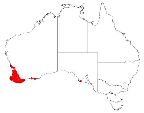 Desmocladus fasciculatus: Desmocladus fasciculatus Occurrence data downloaded from Australasian Virtual Herbarium on 24 January 2019 using doi: https://doi.org/10.26197/5c49320fd92ff
