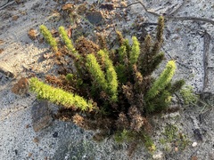 Desmocladus fasciculatus (Desmocladus fasciculatus)