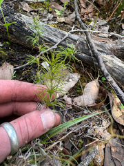 Desmocladus fasciculatus (Desmocladus fasciculatus)