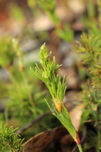 Desmocladus fasciculatus (Desmocladus fasciculatus)