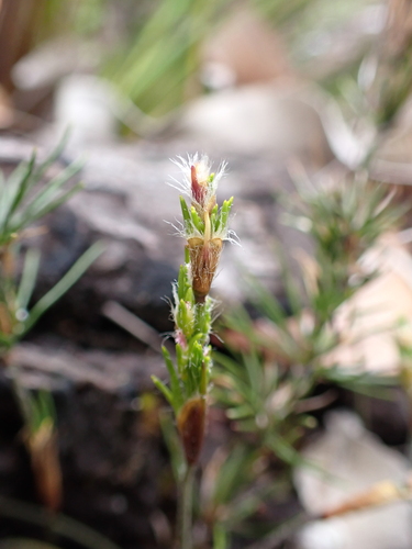 Desmocladus fasciculatus (Desmocladus fasciculatus)