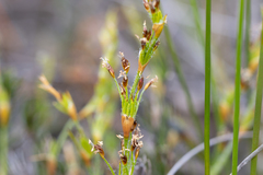 Desmocladus fasciculatus (Desmocladus fasciculatus)