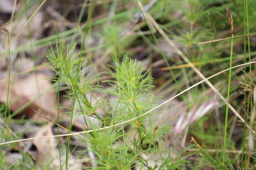 Desmocladus fasciculatus (Desmocladus fasciculatus)
