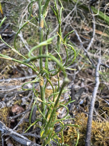 Desmocladus flexuosus (Desmocladus flexuosus)