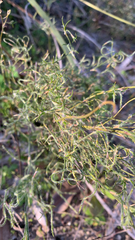 Desmocladus flexuosus (Desmocladus flexuosus)