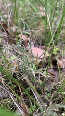 Desmocladus flexuosus (Desmocladus flexuosus)