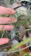 Desmocladus flexuosus (Desmocladus flexuosus)