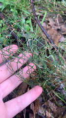Desmocladus flexuosus (Desmocladus flexuosus)
