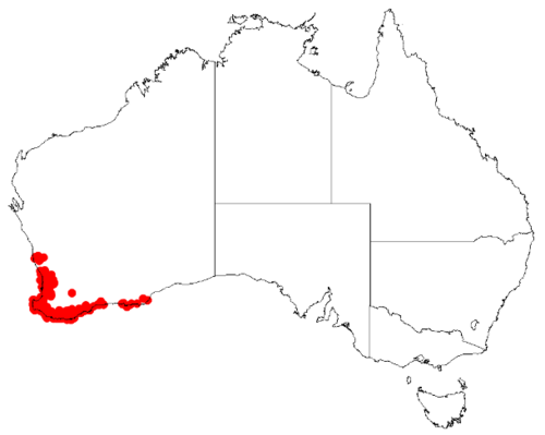 Desmocladus flexuosus: Desmocladus flexuosus Occurrence data from Australasian Virtual Herbarium downloaded 24 January 2019 using doi: https://doi.org/10.26197/5c49320fd92ff