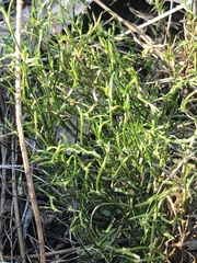 Desmocladus flexuosus (Desmocladus flexuosus)