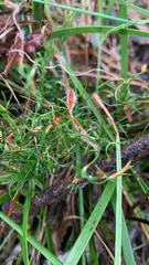 Desmocladus flexuosus (Desmocladus flexuosus)