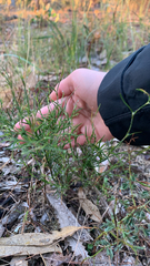 Desmocladus flexuosus (Desmocladus flexuosus)