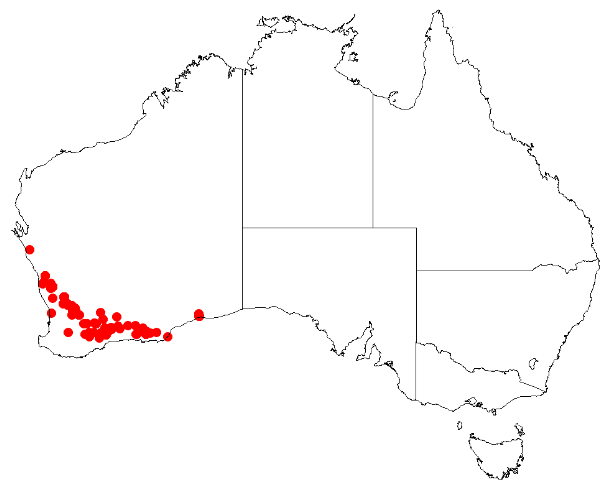 Desmocladus myriocladus: Desmocladus myriocladus Occurrence data downloaded from Australasian Virtual Herbarium on 24 January 2019 using doi: https://doi.org/10.26197/5c49320fd92ff