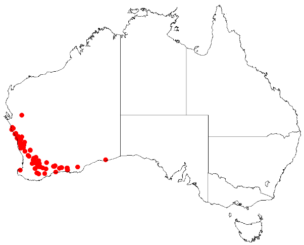 Desmocladus parthenicus: Desmocladus parthenicus Occurrence data downloaded from Australasian Virtual Herbarium on 24 January 2019 using doi: https://doi.org/10.26197/5c49320fd92ff