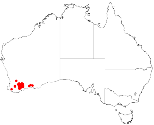 Desmocladus quiricoanus: Desmocladus quiricanus Occurrence data downloaded from Australasian Virtual Herbarium on 24 January 2019 using doi: https://doi.org/10.26197/5c49320fd92ff