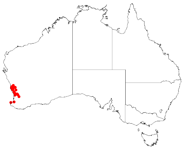 Desmocladus virgatus: Desmocladus virgatus Occurrence data downloaded from Australasian Virtual Herbarium on 24 January 2019 using doi: https://doi.org/10.26197/5c49320fd92ff