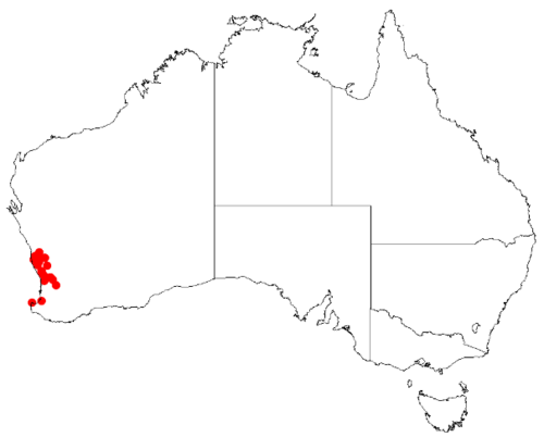 Desmocladus virgatus: Desmocladus virgatus Occurrence data downloaded from Australasian Virtual Herbarium on 24 January 2019 using doi: https://doi.org/10.26197/5c49320fd92ff