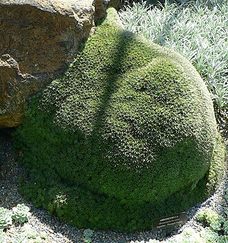 Deuterocohnia brevifolia: Pictures taken by myself at Longwood Gardens