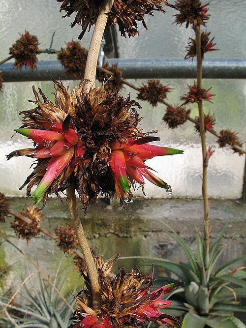 Deuterocohnia brevispicata: Deuterocohnia brevispicata , the type plant in cultivation at the Botanical Garden of Heidelberg, Germany.