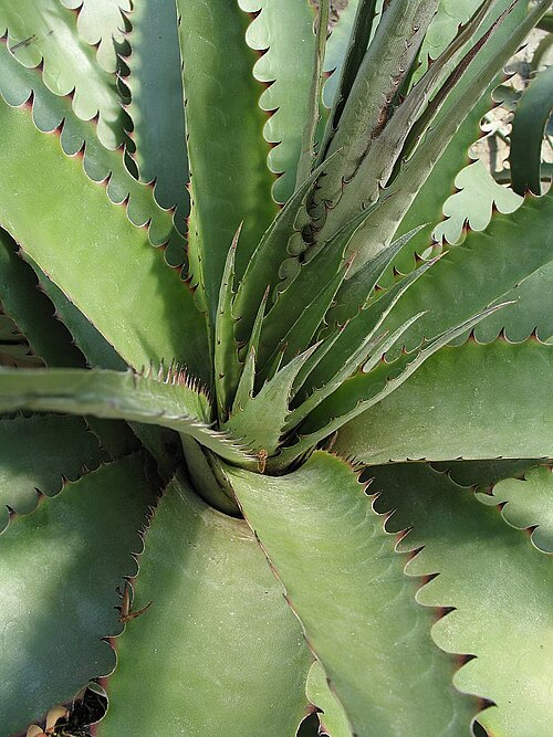 Deuterocohnia brevispicata: Deuterocohnia brevispicata in cultivation at the Botanical Garden of Heidelberg, Germany . This image shows the living type plant .