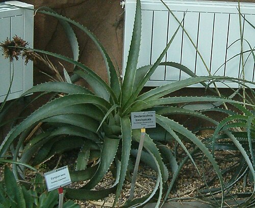 Deuterocohnia brevispicata: At Botanical Gardens Berlin-Dahlem Species Deuterocohnia brevispicata